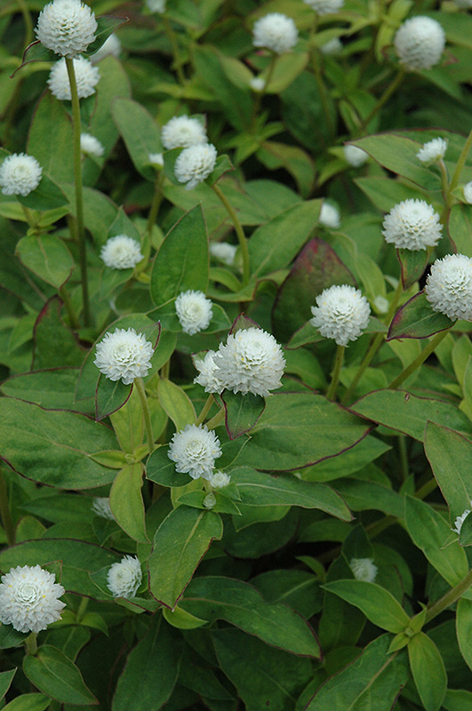 Audray White Gomphrena (Gomphrena 'Audray White') at The Growing Place