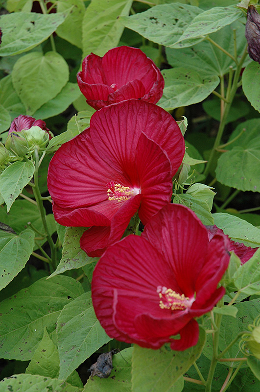 Luna Red Hibiscus (Hibiscus moscheutos 'Luna Red') at The Growing Place