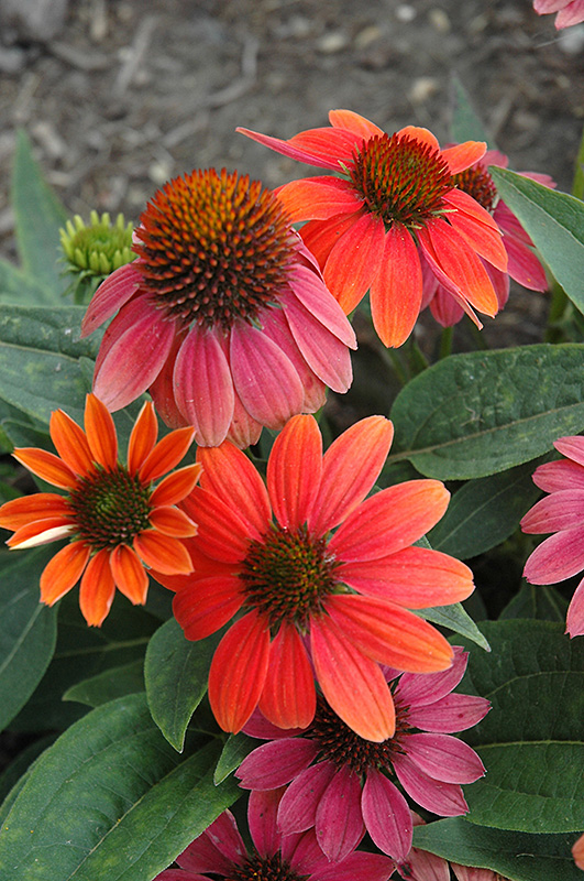 Sombrero Hot Coral Coneflower (Echinacea 'Balsomcor') at The Growing Place