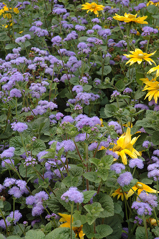 Blue Horizon Flossflower (Ageratum 'Blue Horizon') at The Growing Place