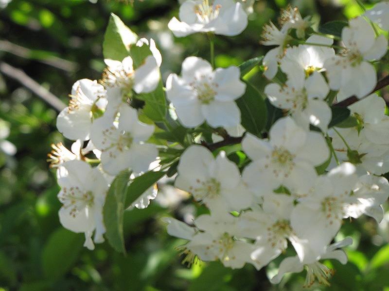 Sargent's Flowering Crab (Malus sargentii) at The Growing Place
