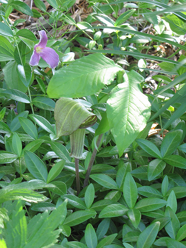 Hybrid Jack-In-The-Pulpit (Arisaema x triphyllum) at The Growing Place