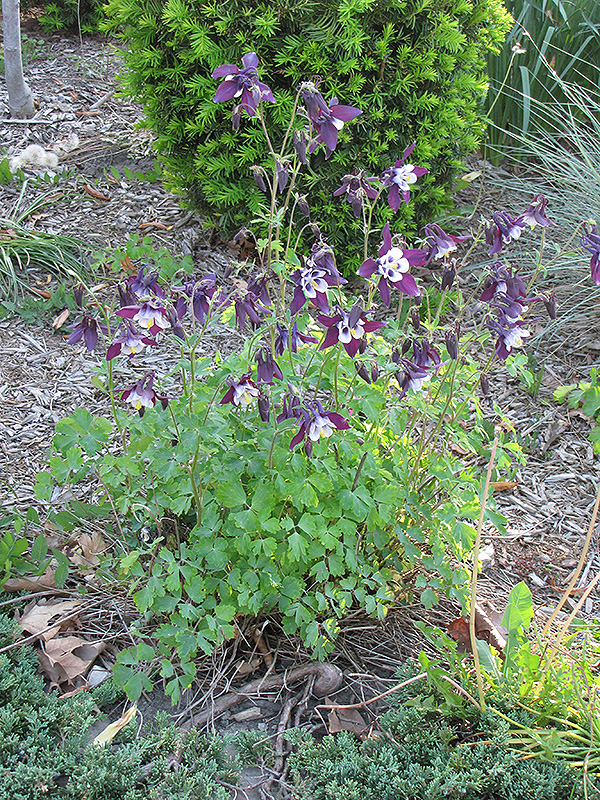 Winky Purple and White Columbine (Aquilegia 'Winky Purple and White') at The Growing Place