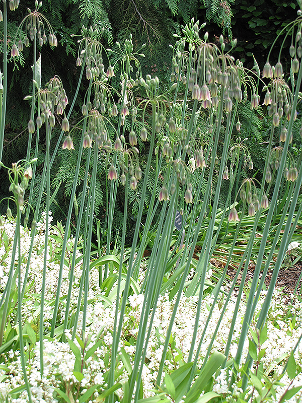 Sicilian Honey Lily (Nectaroscordum siculum 'ssp. Bulgaricum') at The Growing Place