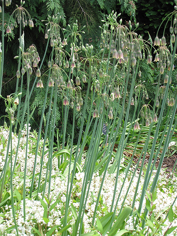 Sicilian Honey Lily (Nectaroscordum siculum ‘ssp. Bulgaricum’) in