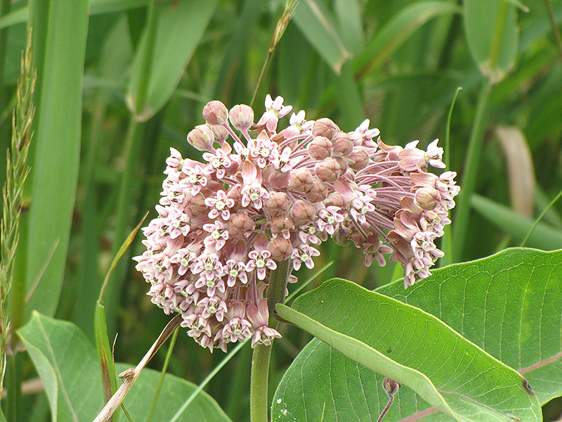 Common Milkweed (Asclepias syriaca) at The Growing Place