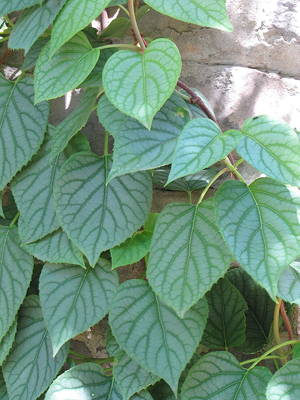 Moonlight Hydrangea Vine (Schizophragma hydrangeoides 'Moonlight') at The Growing Place