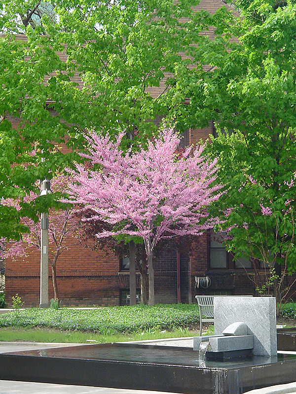Eastern Redbud (tree form) (Cercis canadensis '(tree form)') at The Growing Place