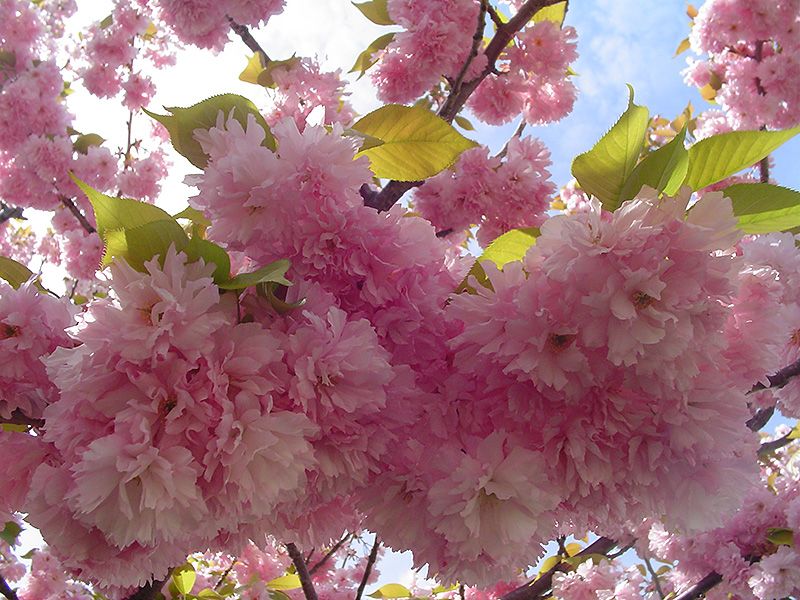 Kwanzan Flowering Cherry (Prunus serrulata 'Kwanzan') at The Growing Place