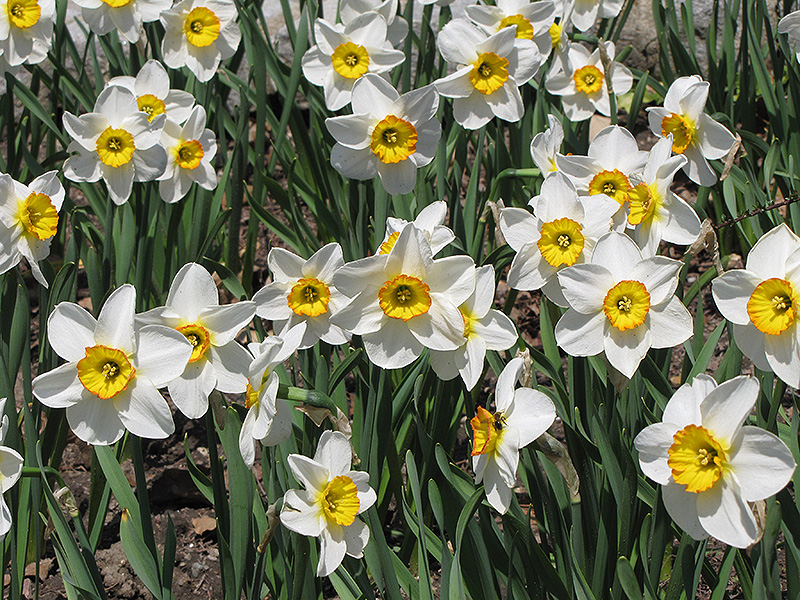 Flower Record Daffodil (Narcissus 'Flower Record') at The Growing Place