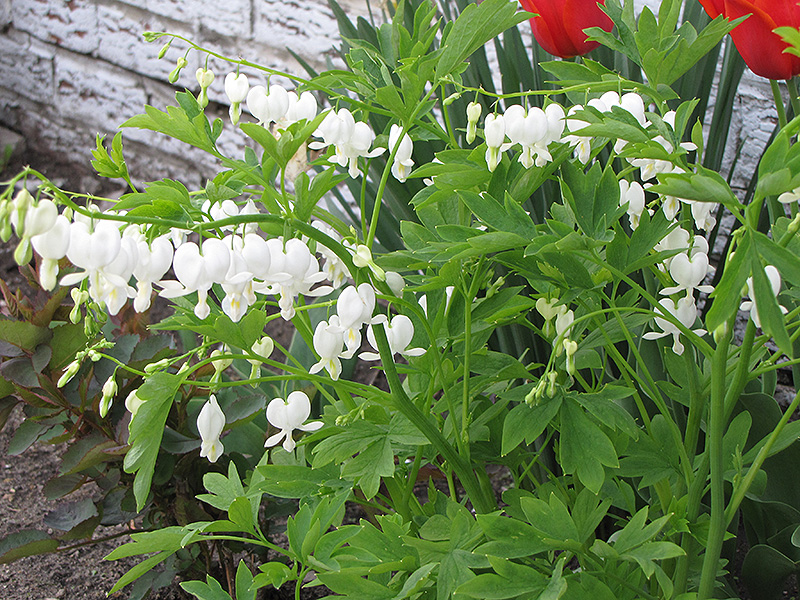 White Bleeding Heart (Dicentra spectabilis 'Alba') at The Growing Place