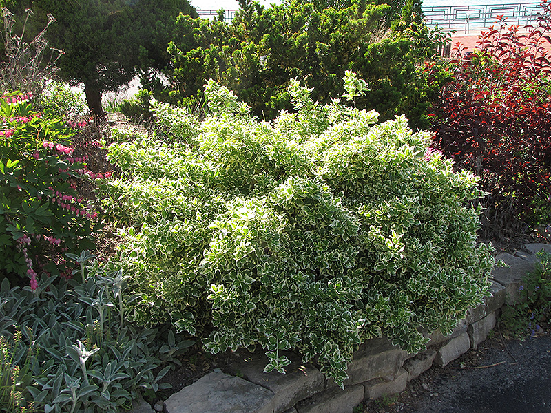 Emerald Gaiety Wintercreeper (Euonymus fortunei 'Emerald Gaiety') at The Growing Place