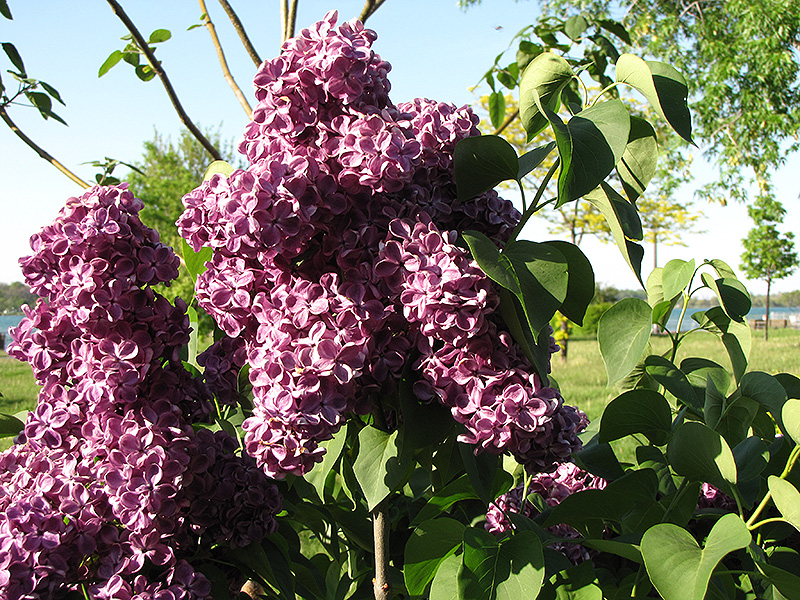 Monge Lilac (Syringa vulgaris 'Monge') at The Growing Place