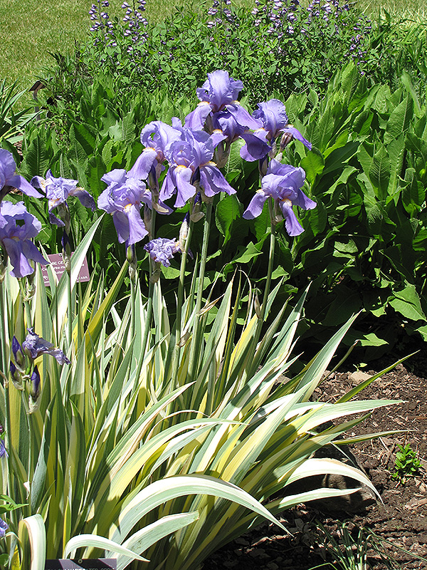 Golden Variegated Sweet Iris (Iris pallida 'Aureovariegata') at The Growing Place