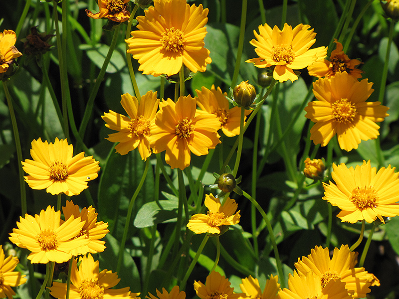 Dwarf Tickseed (Coreopsis auriculata 'Nana') at The Growing Place
