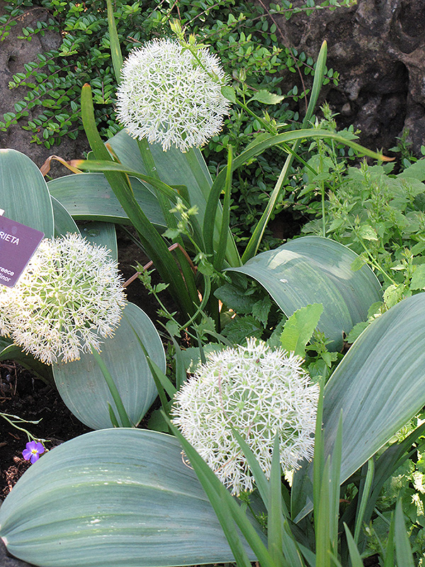 Ivory Queen Ornamental Onion (Allium karataviense 'Ivory Queen') at The Growing Place