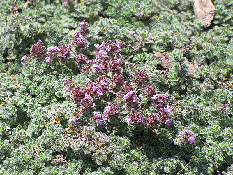 Wooly Thyme (Thymus pseudolanuginosis) at The Growing Place