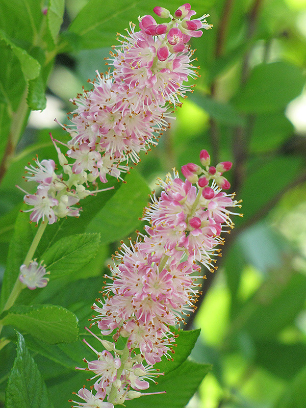Ruby Spice Summersweet (Clethra alnifolia 'Ruby Spice') at The Growing Place