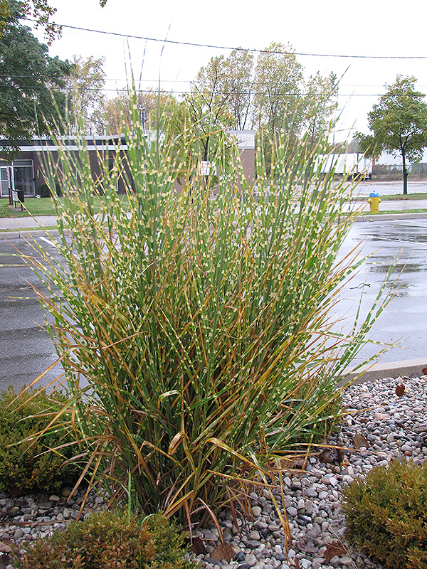 Maiden Grass (Miscanthus sinensis 'Strictus') at The Growing Place