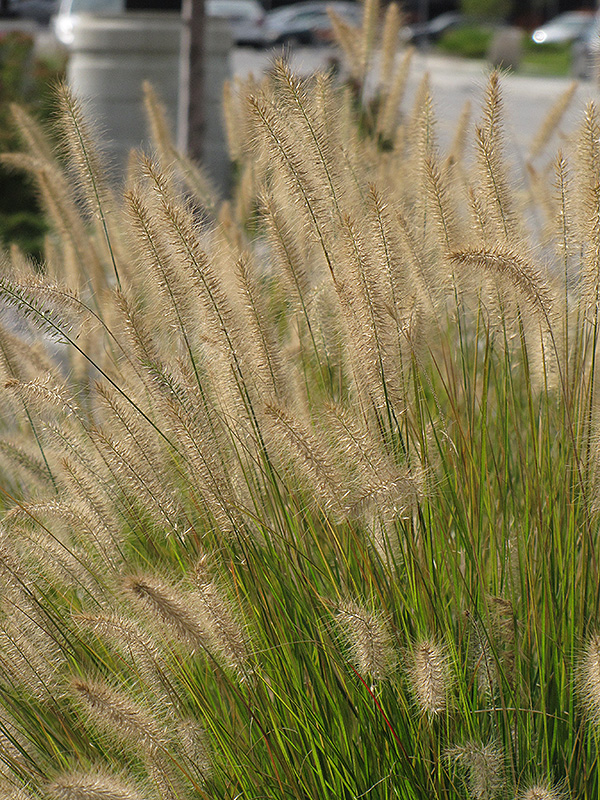 Hameln Dwarf Fountain Grass (Pennisetum alopecuroides 'Hameln') at The Growing Place