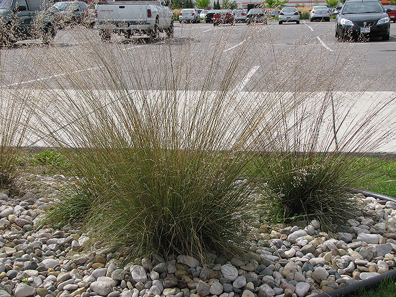 Prairie Dropseed (Sporobolus heterolepis) at The Growing Place