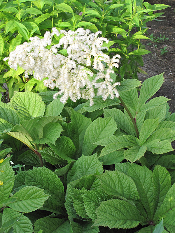 Chestnut Rodgersia (Rodgersia aesculifolia) at The Growing Place
