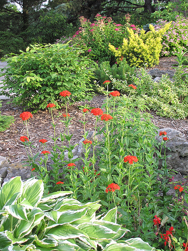 Maltese Cross (Lychnis chalcedonica) at The Growing Place