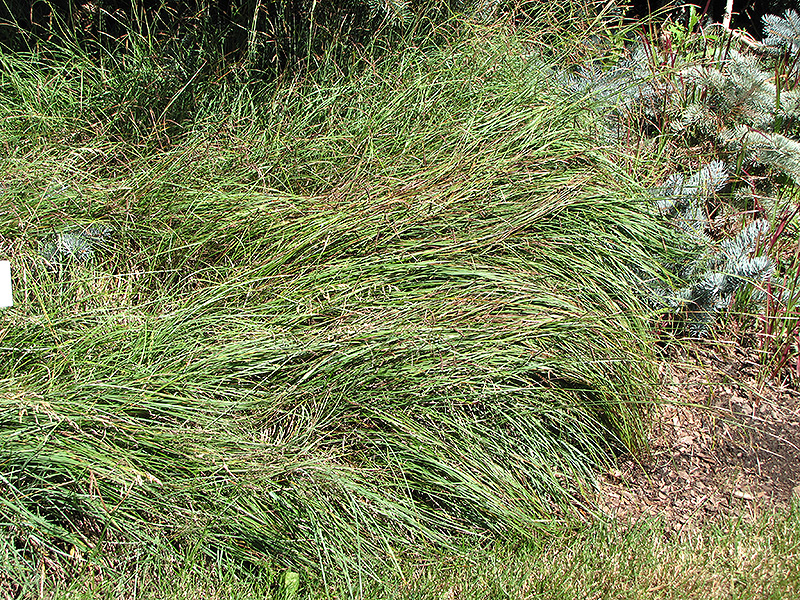 Blue Sedge (Carex flacca) at The Growing Place