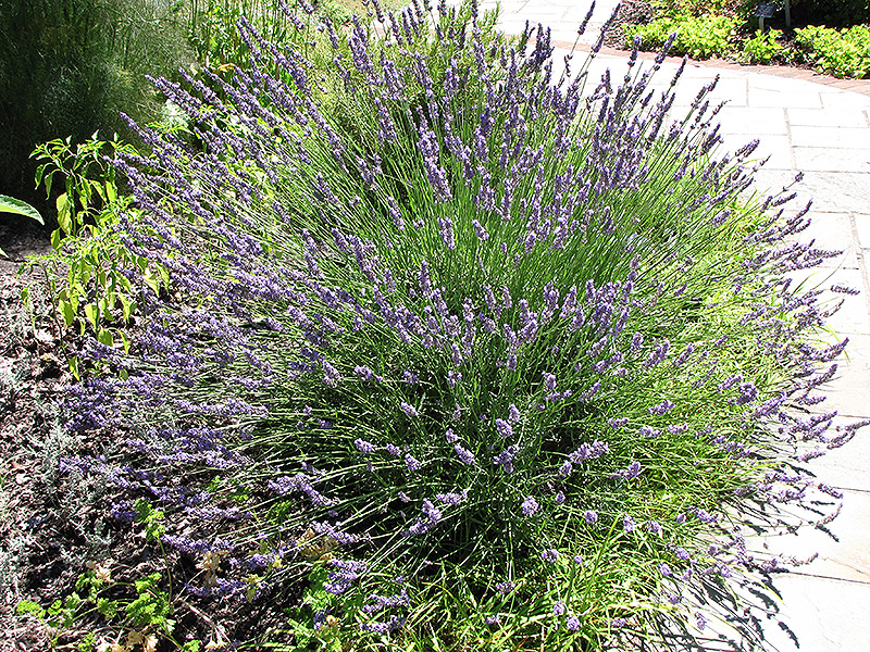 Grosso Lavender (Lavandula x intermedia 'Grosso') at The Growing Place