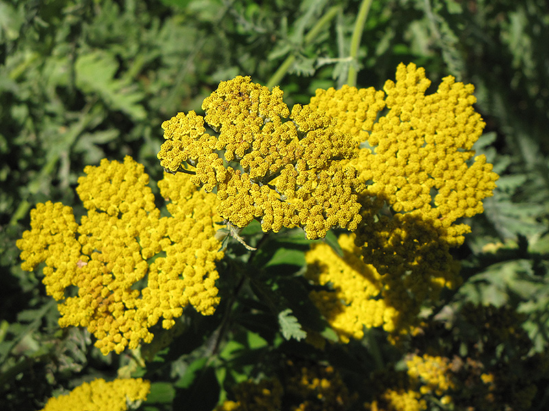 Coronation Gold Yarrow (Achillea 'Coronation Gold') at The Growing Place