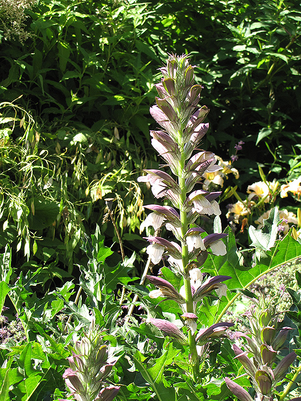 Bear's Breeches (Acanthus spinosus) at The Growing Place