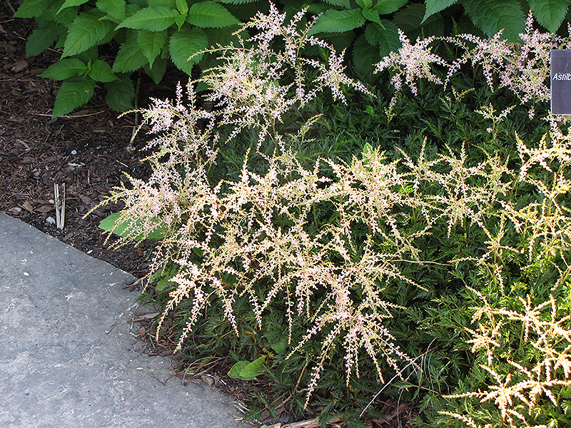 Sprite Astilbe (Astilbe 'Sprite') at The Growing Place