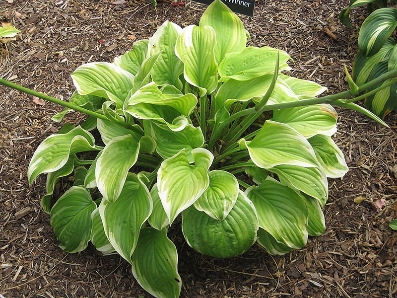 Fragrant Bouquet Hosta (Hosta 'Fragrant Bouquet') at The Growing Place