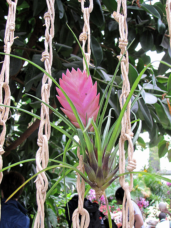 Pink Quill (Tillandsia cyanea) at The Growing Place