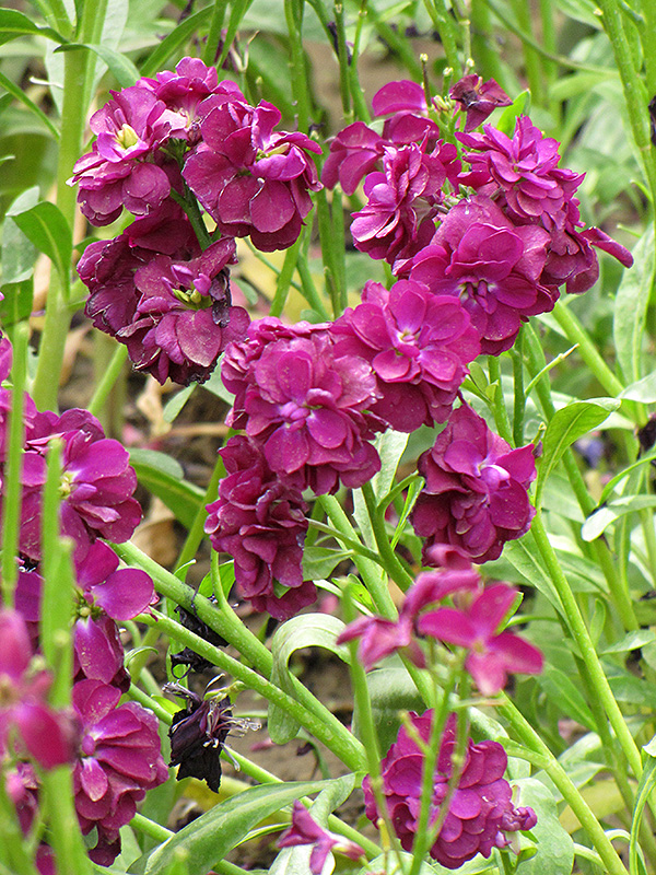 Stock (Matthiola incana) at The Growing Place