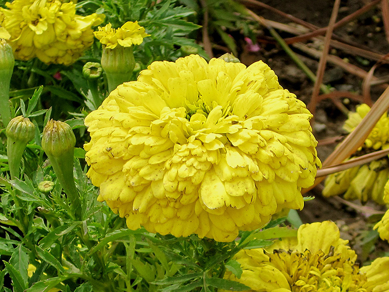 French Marigold (Tagetes patula) at The Growing Place
