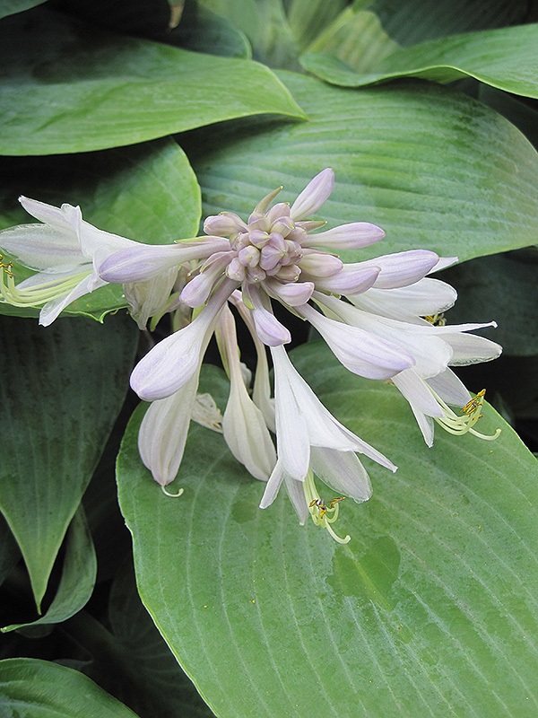 Halcyon Hosta (Hosta 'Halcyon') at The Growing Place