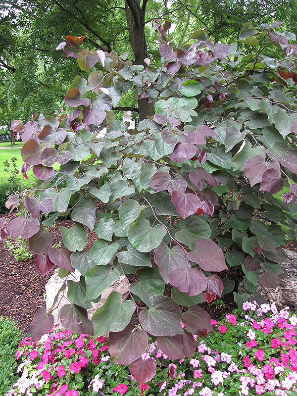 Forest Pansy Redbud (Cercis canadensis 'Forest Pansy') at The Growing Place