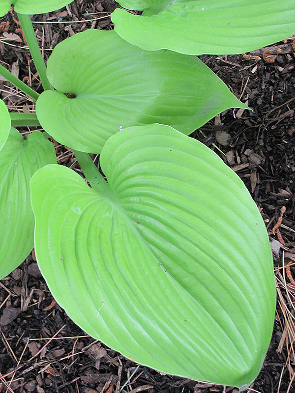 Sum and Substance Hosta (Hosta 'Sum and Substance') at The Growing Place