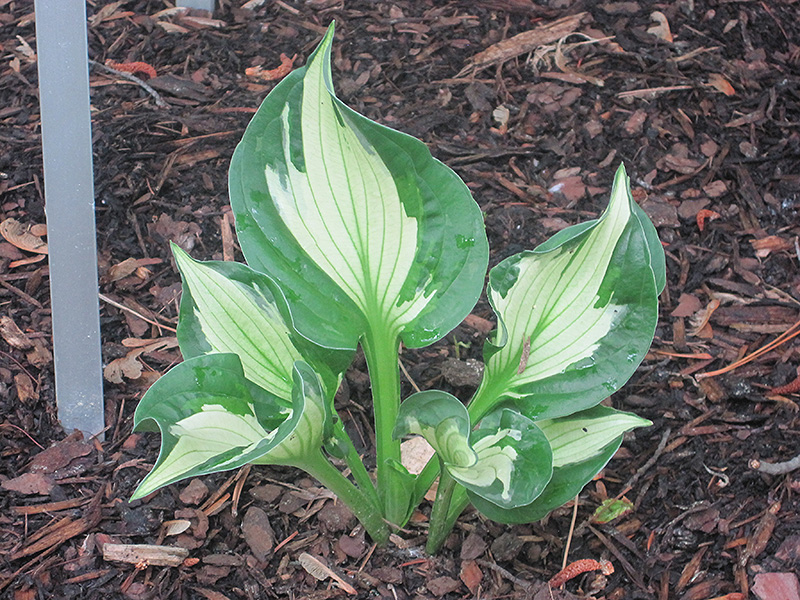Whirlwind Hosta (Hosta 'Whirlwind') at The Growing Place