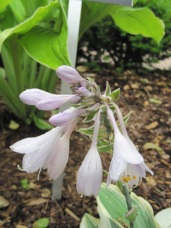 Blue Ivory Hosta (Hosta 'Blue Ivory') at The Growing Place