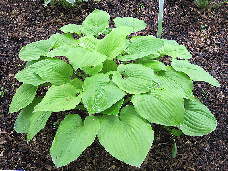 August Moon Hosta (Hosta 'August Moon') at The Growing Place