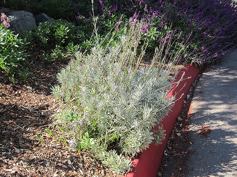 French Lavender (Lavandula dentata) at The Growing Place