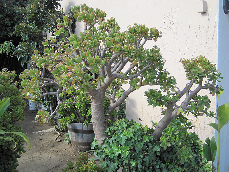 Jade Plant (Crassula ovata) at The Growing Place