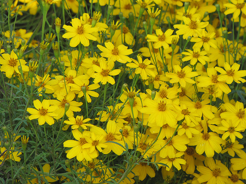Zagreb Tickseed (Coreopsis verticillata 'Zagreb') at The Growing Place