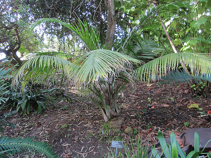 Majesty Palm (Ravenea rivularis) at The Growing Place