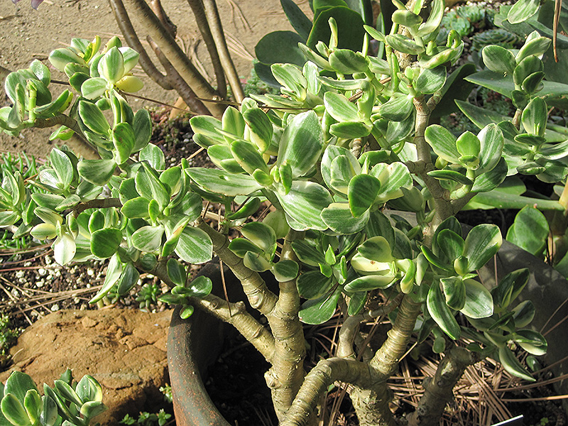 Variegated Jade Plant (Crassula ovata 'Variegata') at The Growing Place