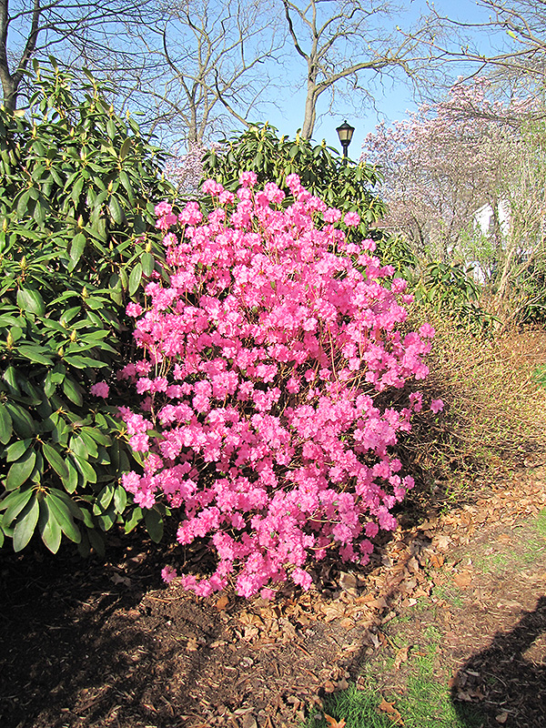Landmark Rhododendron (Rhododendron 'Landmark') at The Growing Place