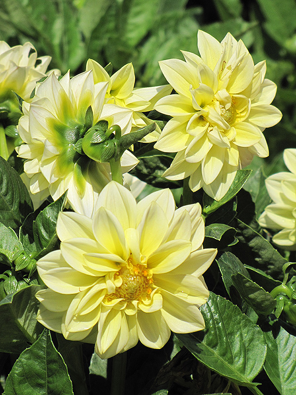 Dahlietta Margaret Dahlia (Dahlia 'Dahlietta Margaret') at The Growing Place