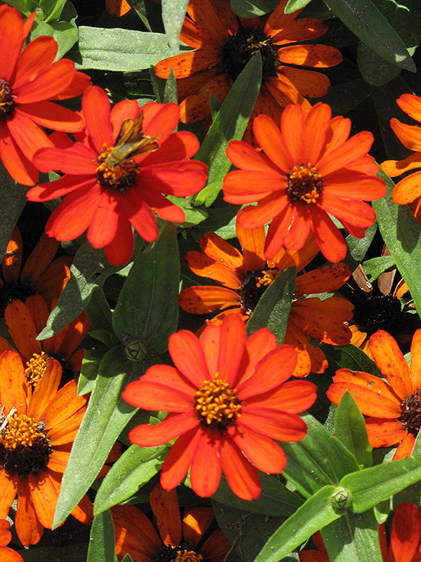 Profusion Orange Zinnia (Zinnia 'Profusion Orange') at The Growing Place